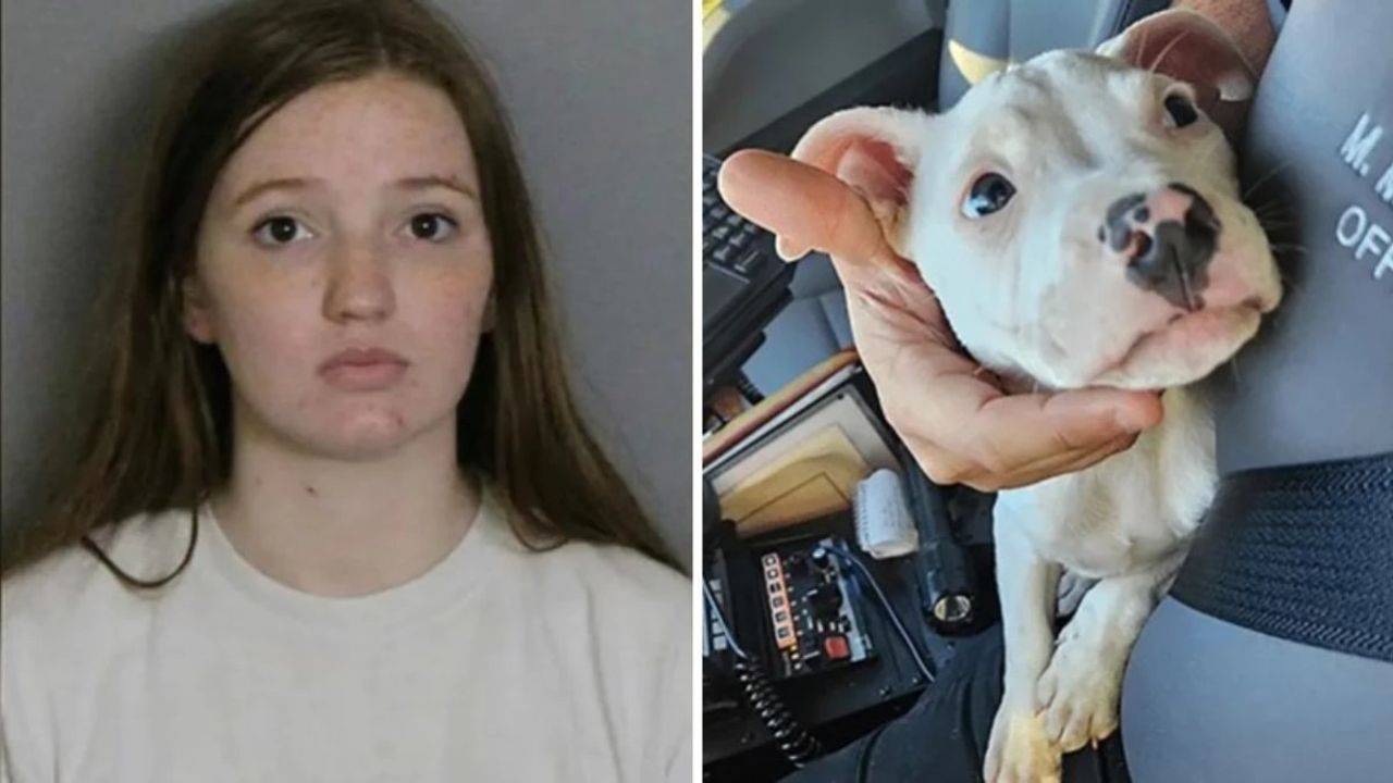 Florida'da Pitbull Yavrusu, Bebeğin Beş Parmasını Kesti