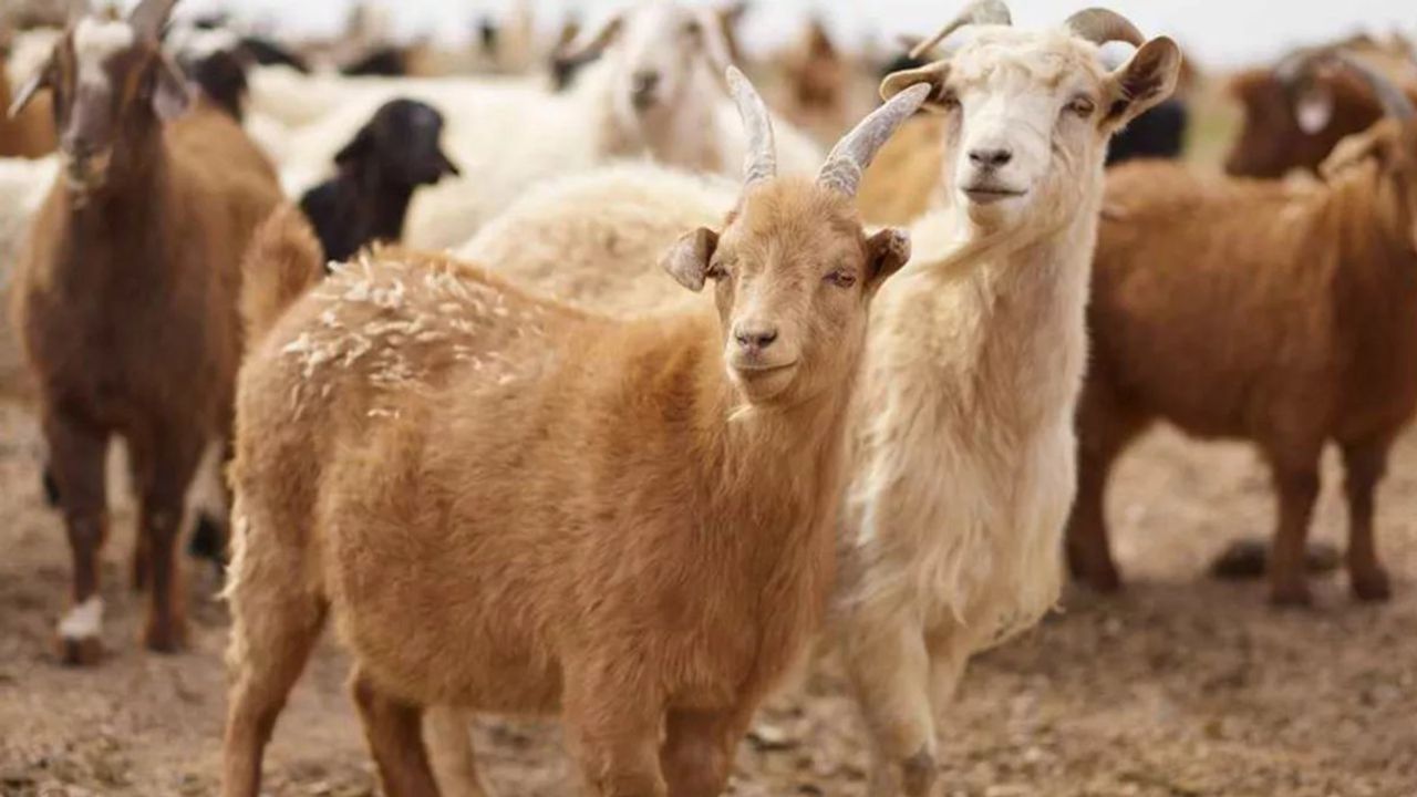 Samsun'da Şarbon Tehlikesi: Kumcağız Mahallesi Kordon Altına Alındı