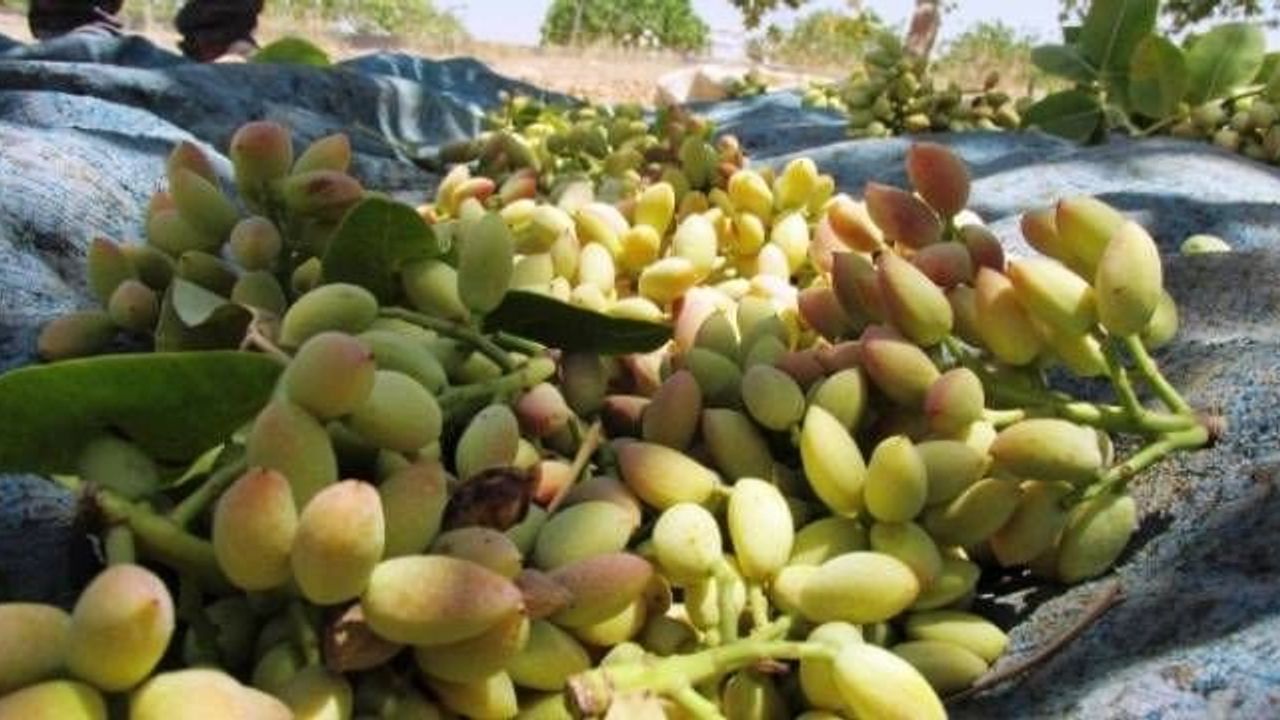 Şanlıurfa'da Fıstık ve Arpa Fiyatları