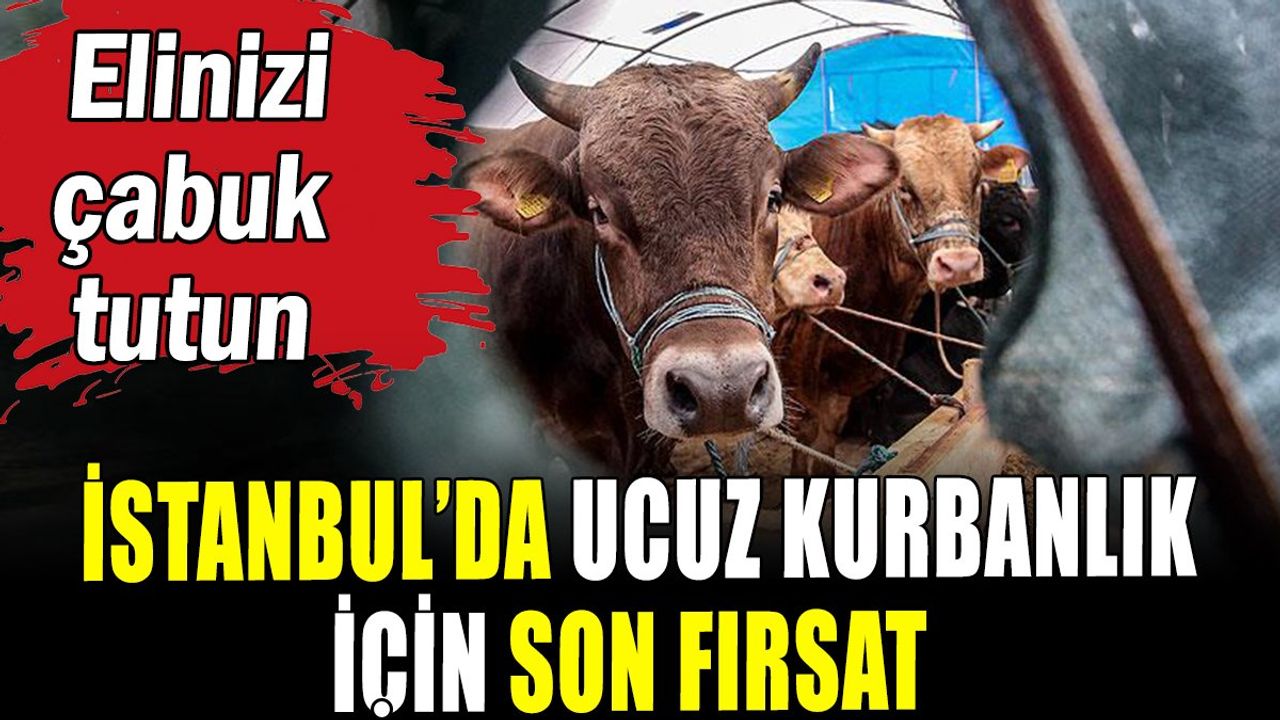 Ucuz Kurbanlık Fırsatı Ardahan Göle'de