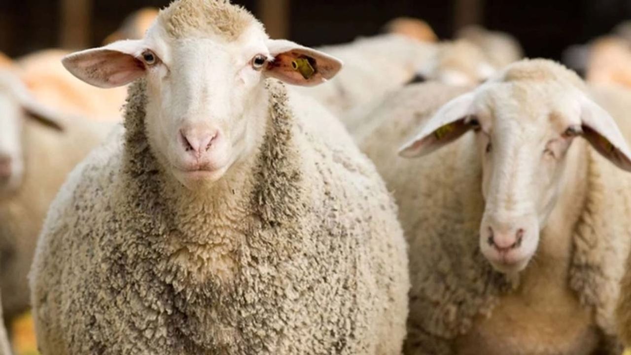 Kurban Bayramı öncesi vatandaşlara atık uyarısı