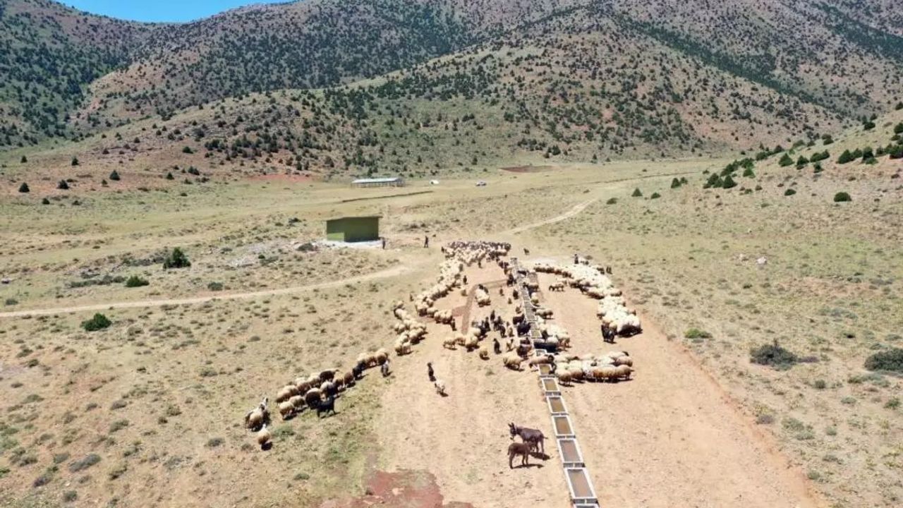Çobanlık Mesleği Türkiye'de Kıymet Kazanıyor