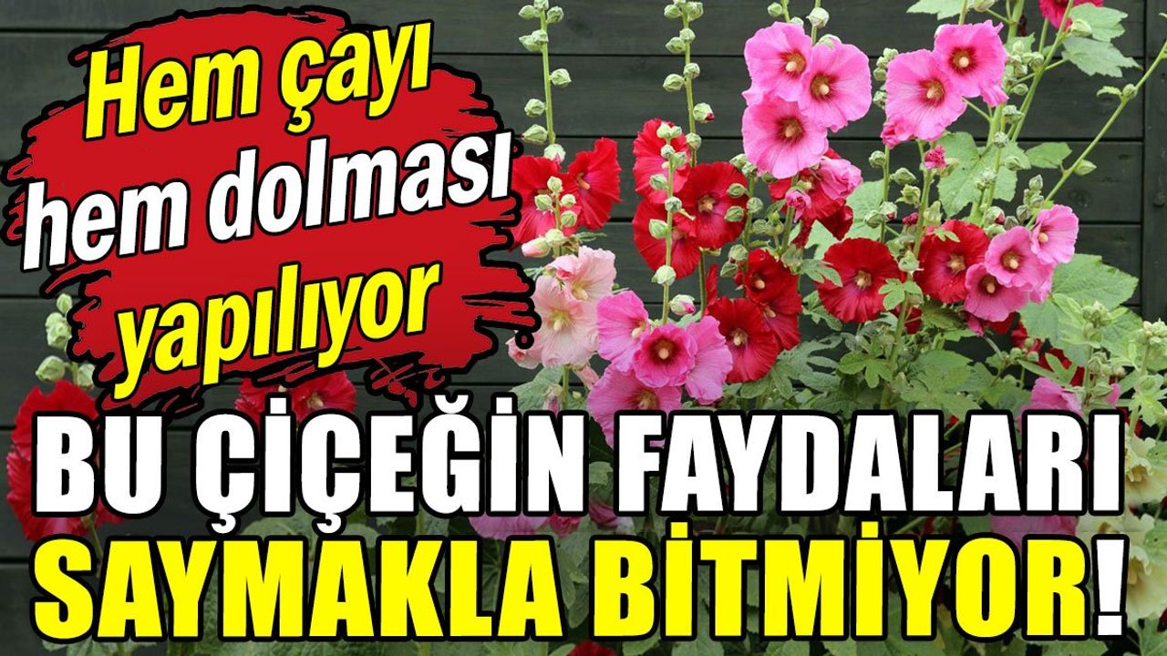 Bu çiçeğin faydaları saymakla bitmiyor: Hem çayı hem dolması yapılıyor