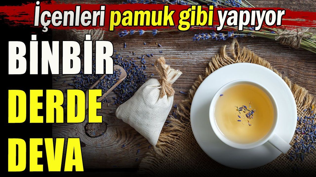 Lavanta: Güzel Kokulu Şifalı Bitki