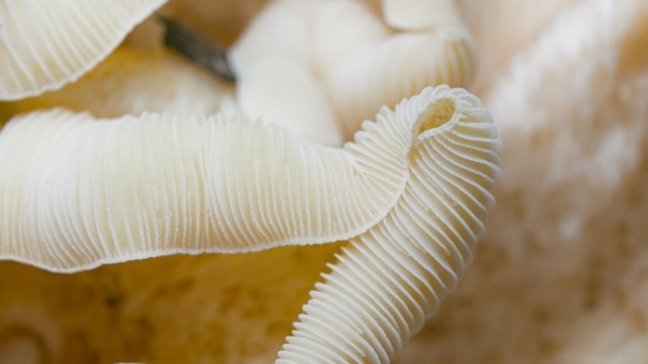 D Vitamini Her Gün Alınır mı? Sağlıklı Bir Hayat İçin D Vitamini İle İlgili Bilinmesi Gerekenler!