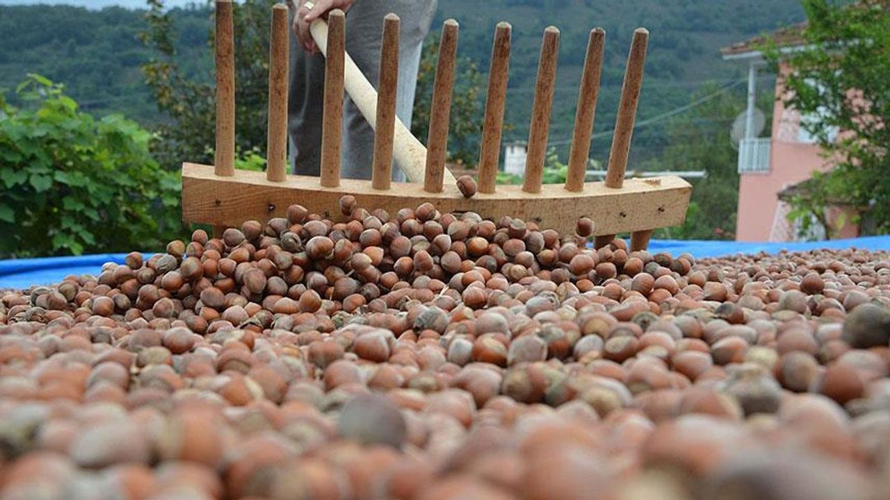 Fındık Fiyatları Temmuz Ayında Yeniden Güncellendi