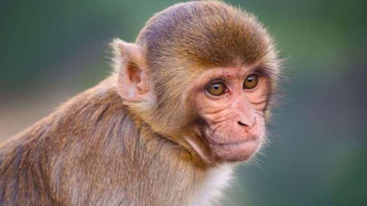 Erkek Rhesus Maymunları Arasındaki Eşcinsel İlişki ve Üreme Avantajı