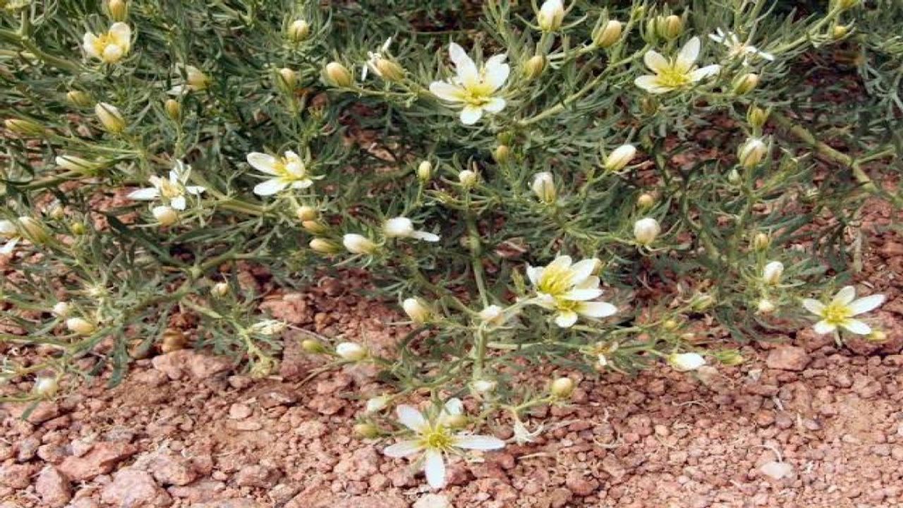 Üzerlik Otu: Binbir Derde Deva Bitki