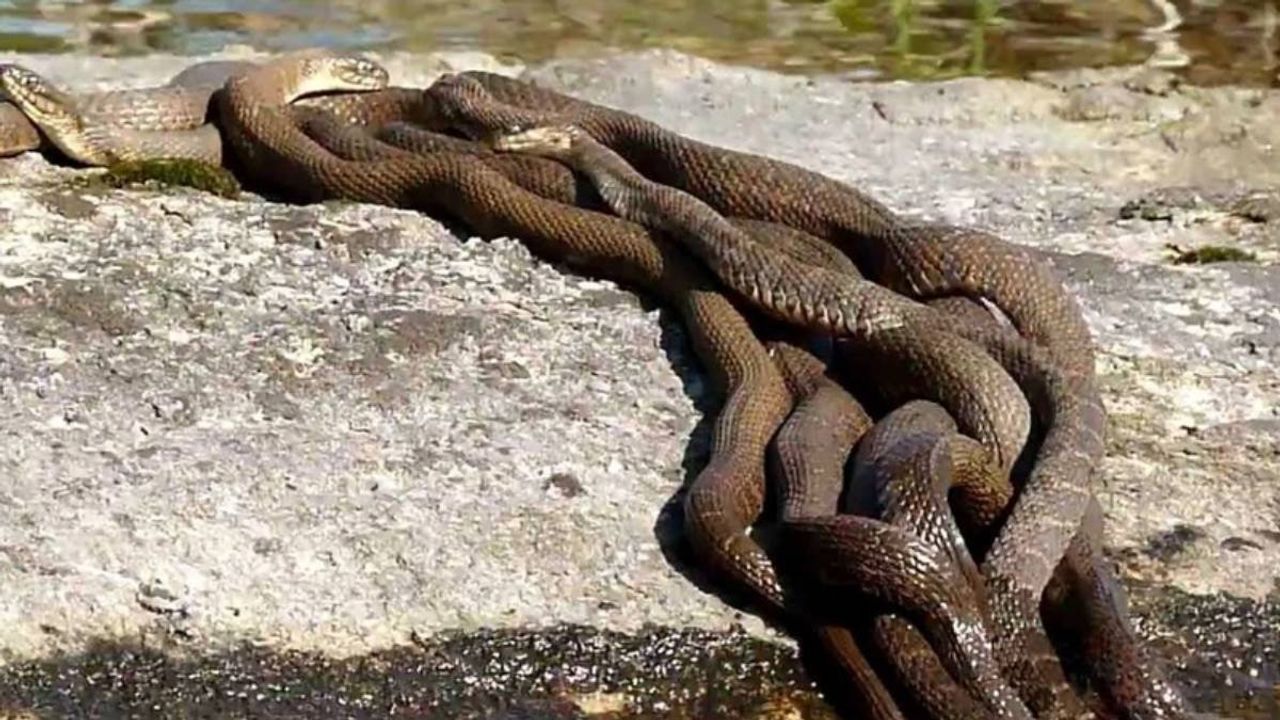 O İlimizde Yılan İstilası Başladı!