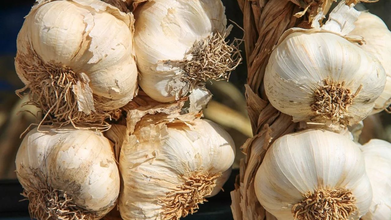 Sarımsak Nasıl Saklanır? Faydaları ve Saklama Yöntemleri