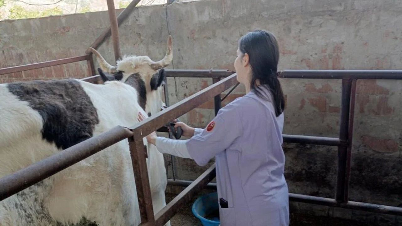 Aydın'ın Nazilli ve Kuyucak İlçelerinde Şap Hastalığı Alarmı