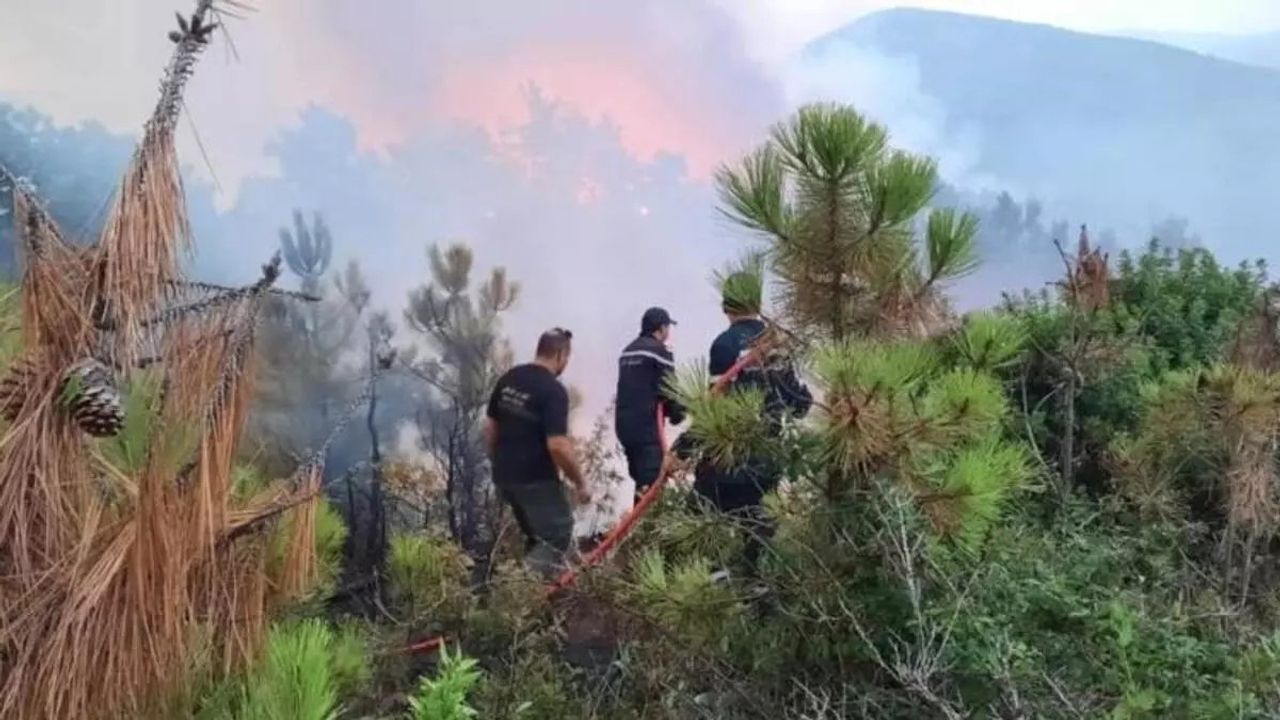 Tunus'ta Malulah Ormanları'nda Devam Eden Yangın