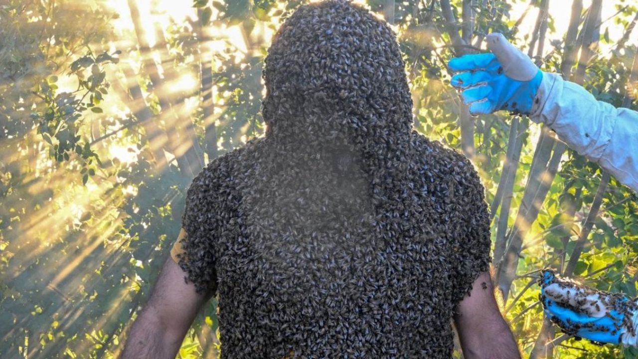 Her Şey Guinness Rekorları İçin: Vanlı 'Arı Adam' 63 Kilo Arıyı Üzerine Topladı