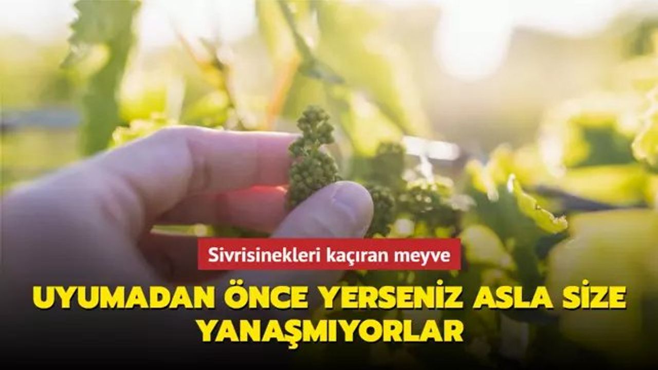 Sivrisinek Isırığına Doğal Çözümler