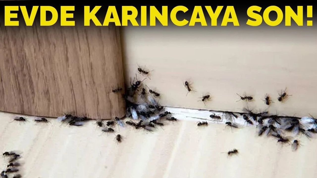 Karıncalardan Kurtulmanın Doğal Yolları
