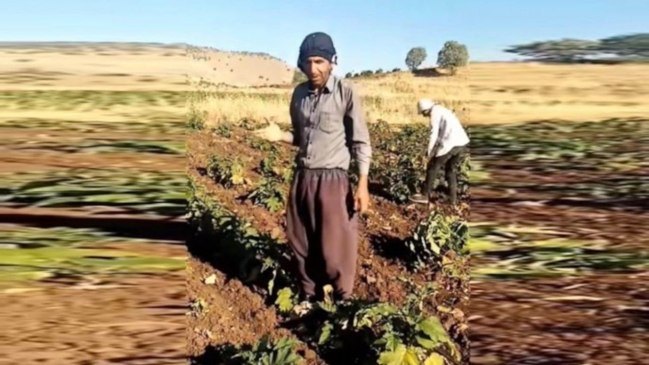 Çiftçinin Zam İsyanı: Mazot Alamayan Çiftçi Ürünlerini Söktü