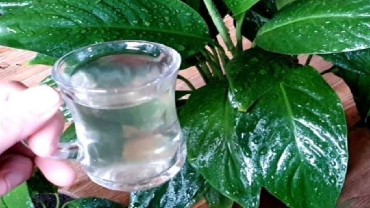 Çiçekler İçin Makarna Suyu