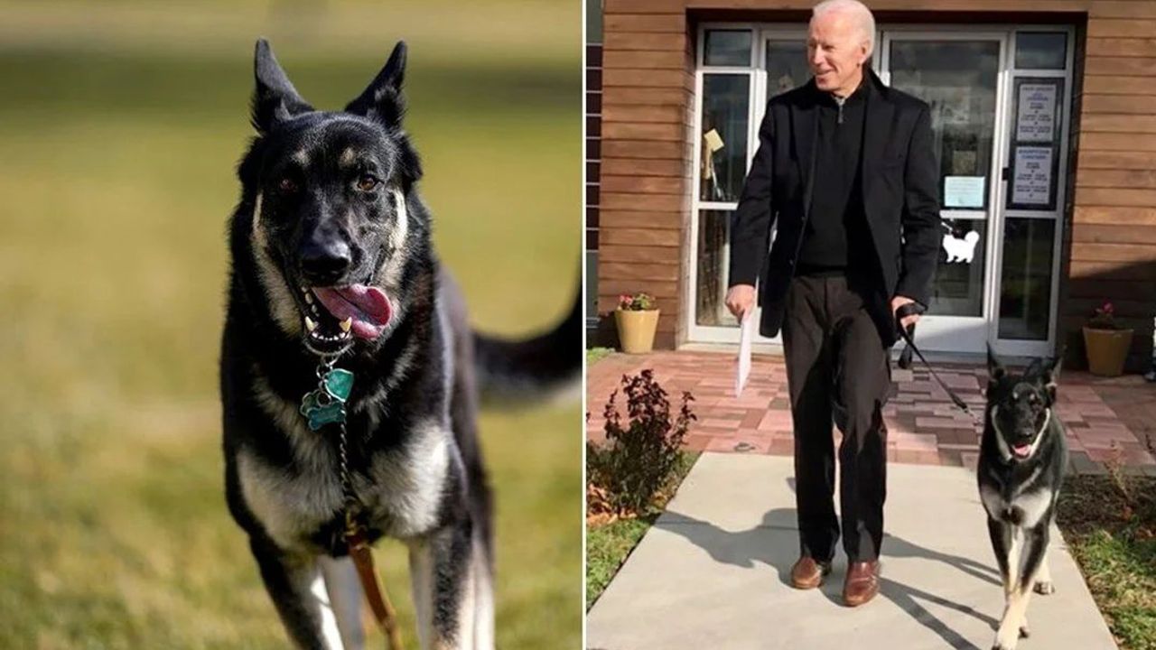 Biden'ın Köpekleri Beyaz Saray'ın Gündemine Oturdu