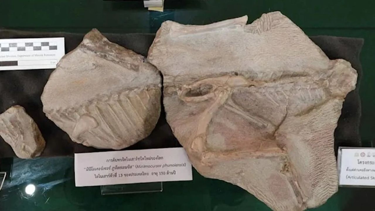 Tayland'da Minimocursor Phunoiensis Türü Dinozorun Kalıntıları Bulundu