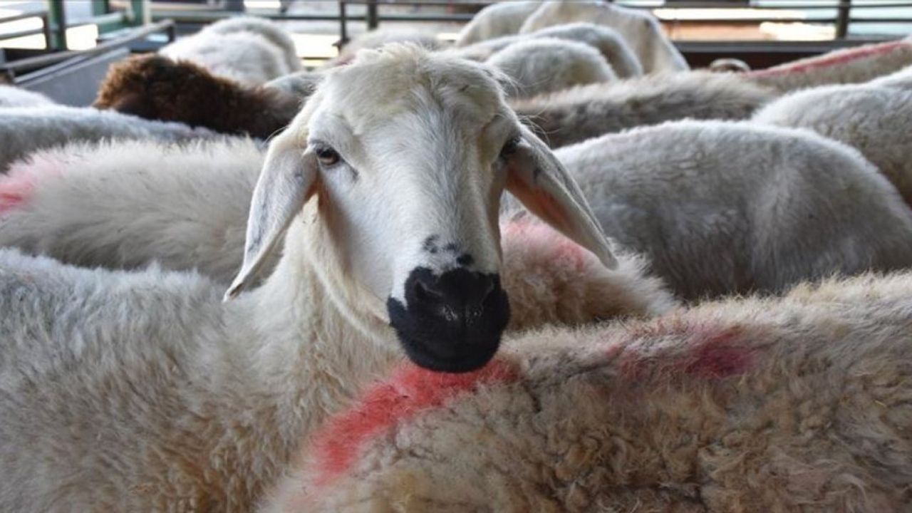 Kahramanmaraş'ta Şap Karantinası Başlatıldı