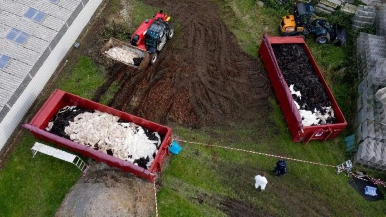 Finlandiya’da Kuş Gribi Nedeniyle Kürk Çiftliklerinde İtlaf Talimatı