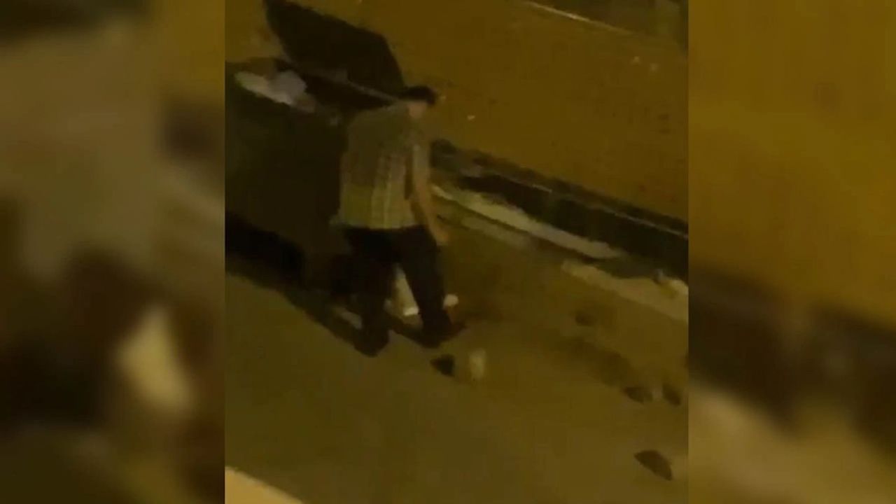 Trabzon'da Sokakta Ezilen Yavru Kediler Olayı