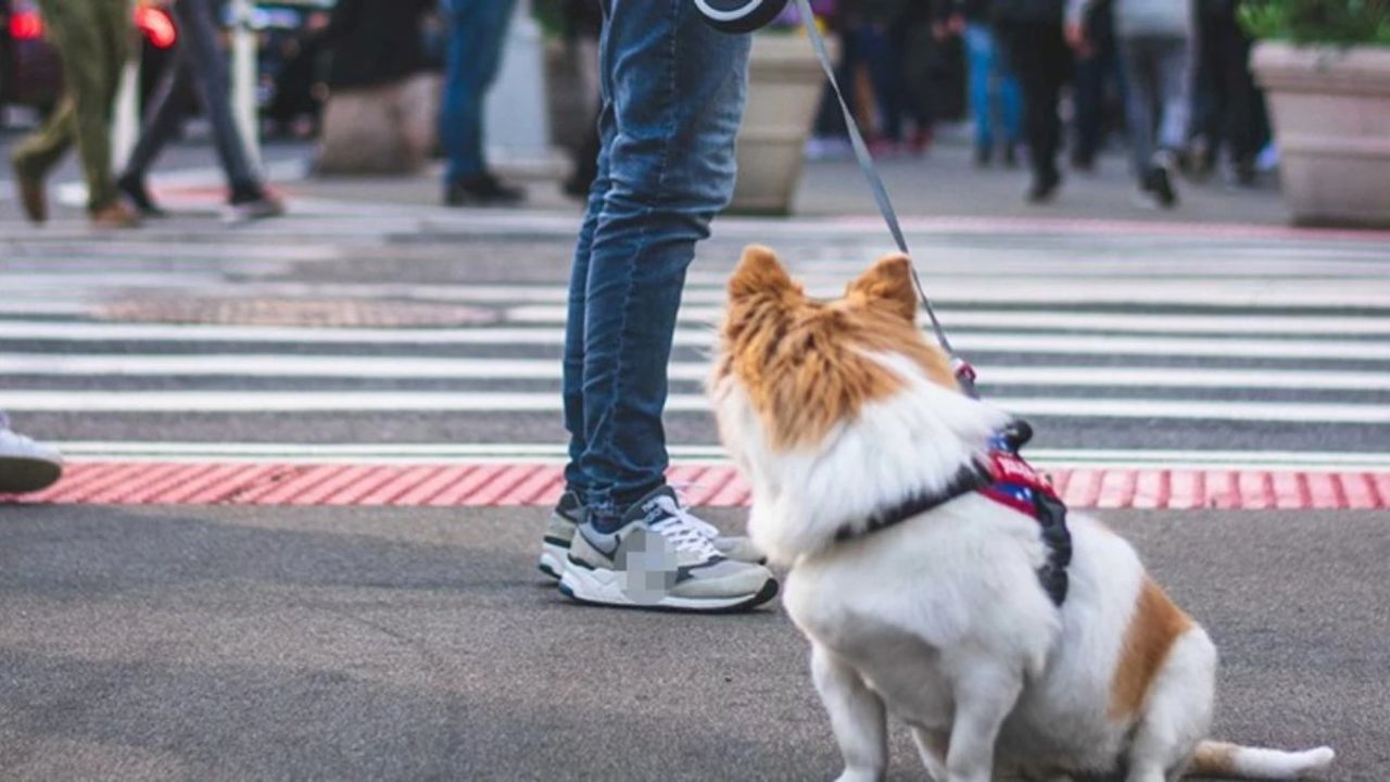 Arjantin'da Poodle Cinsi Köpeklerin Fare Olduğu Ortaya Çıktı