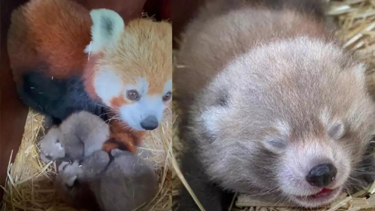 Nesli Tükenmekte Olan Kızıl Panda Nüfusuna İkiz Yavru Katıldı