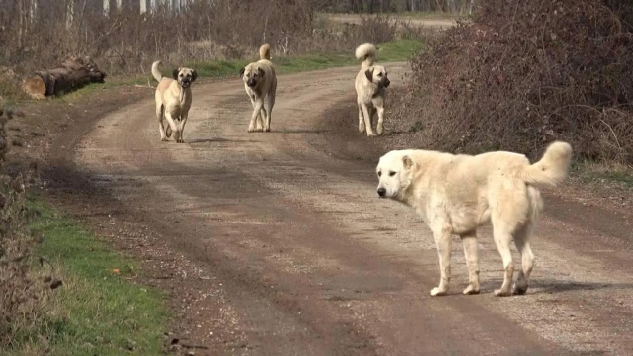 Türkiye'nin Başıboş Köpek Sorunu ve Kuduz Riski