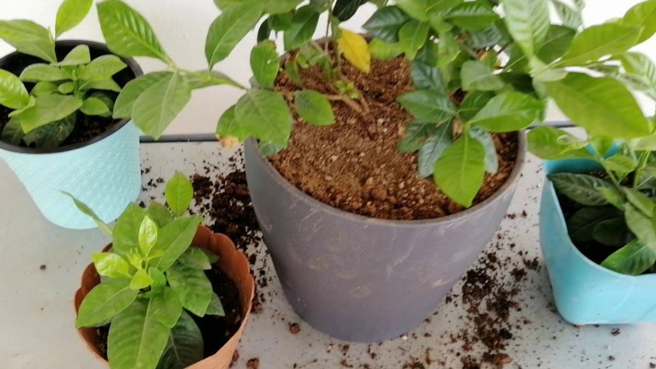 Çiçek Bakımında Bilinmesi Gerekenler
