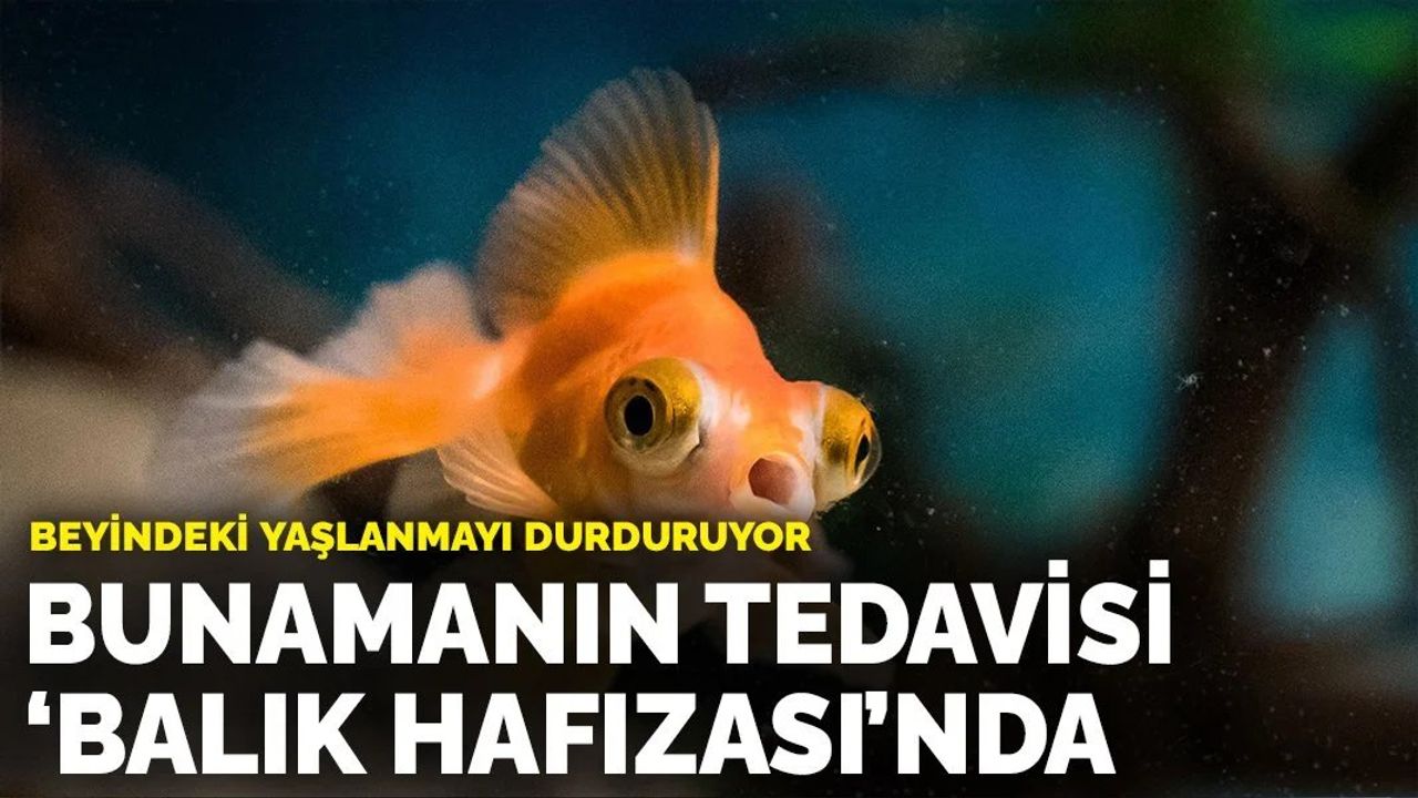 Beyindeki yaşlanmayı durduruyor: Bunamanın tedavisi 'balık hafızası'nda