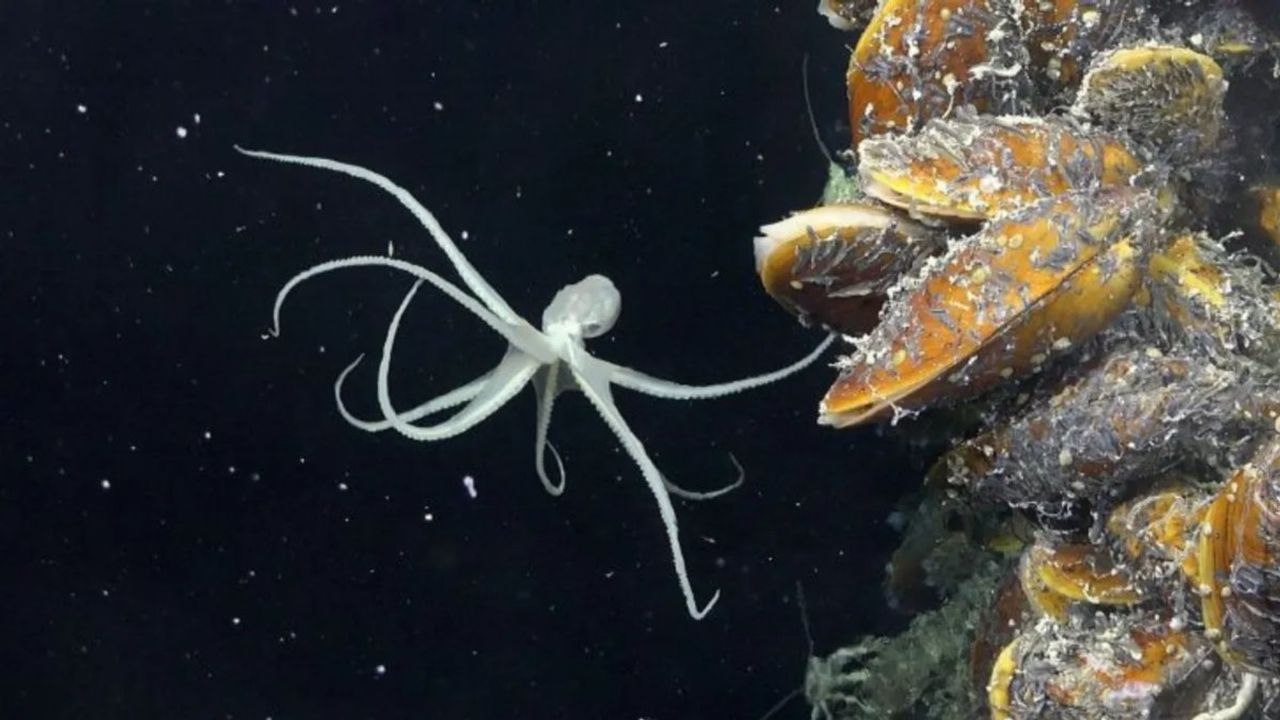 Derin Okyanuslarda Yeni Bir Yaşam Keşfedildi