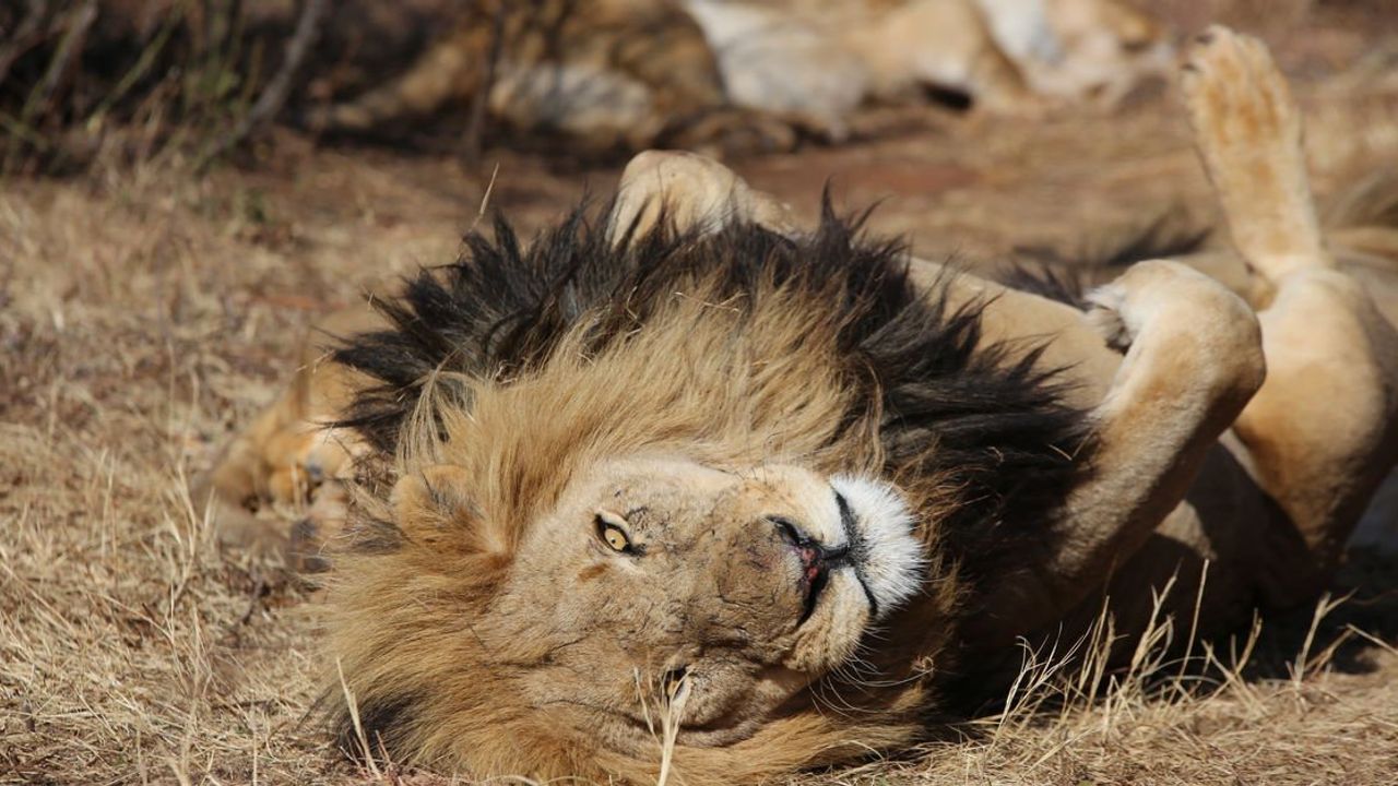 Güney Afrika'da Tutsak Aslan Endüstrisi ve Sorunları