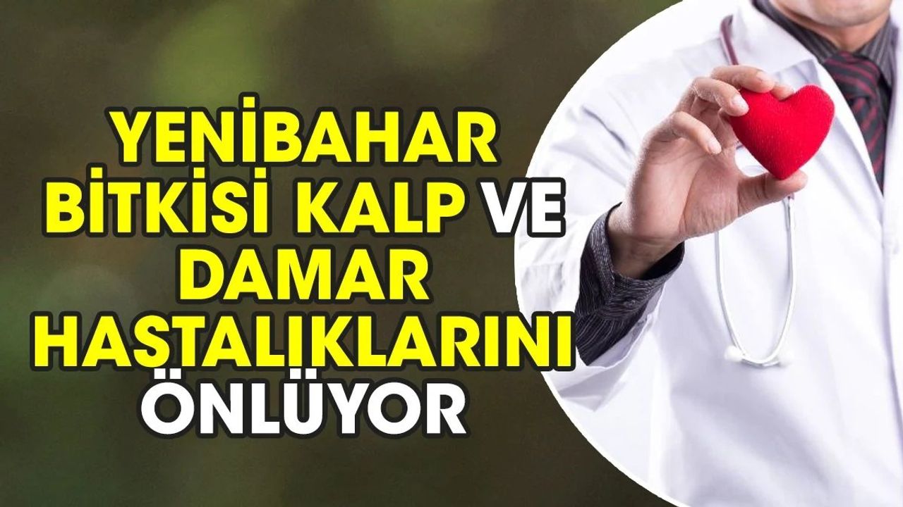 Yenibahar Bitkisi: Kalp ve Damar Hastalıklarını Önlüyor