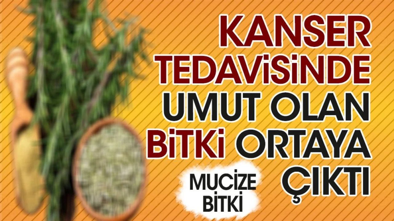 Kanser Tedavisinde Umut Olan Biberiye Bitkisi