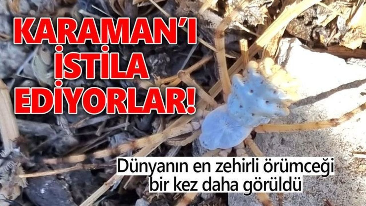 Karaman'da Zehirli Argiope Lobata Örümceği Görüntülendi