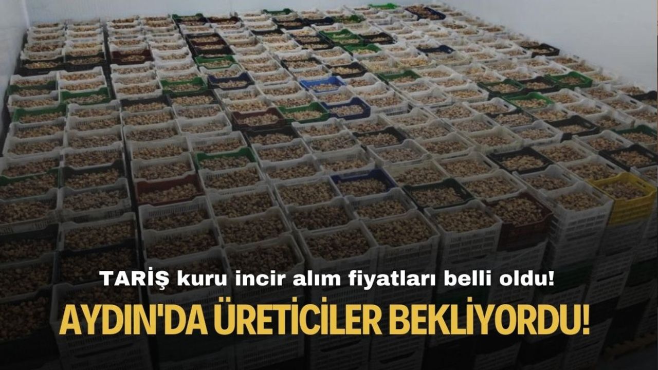 Aydın'da üreticiler merakla bekliyordu! TARİŞ kuru incir alım fiyatları belli oldu!