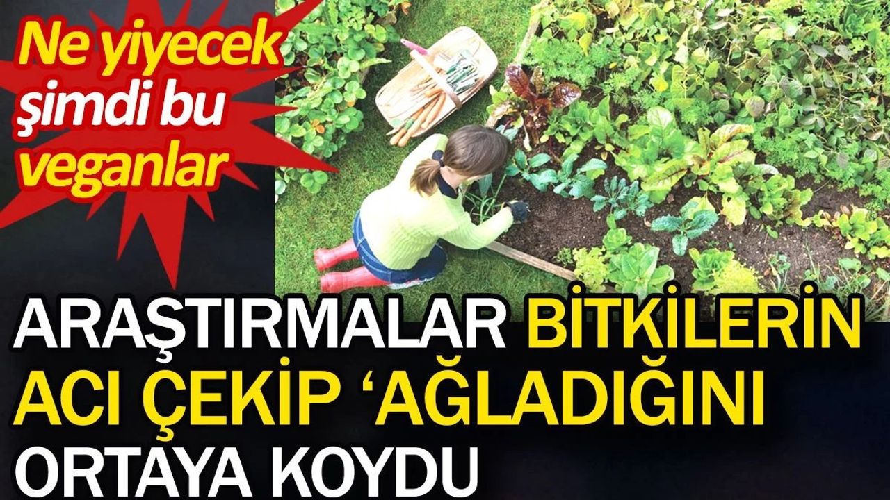 Bitkilerin Acı Çektiği ve Ağladığı Araştırmalarla Ortaya Konuldu