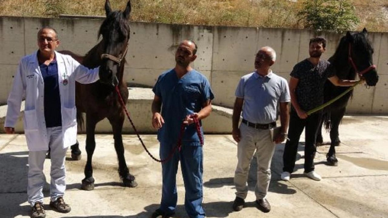Balıkesir Üniversitesi'nde Friesian Irkı Embriyoların Transferiyle İlgili Çalışma Yapıldı