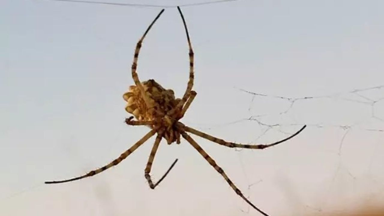 Dünyanın Zehirli Örümceklerinden Argiope Lobata Türü Kırşehir'de Görüldü