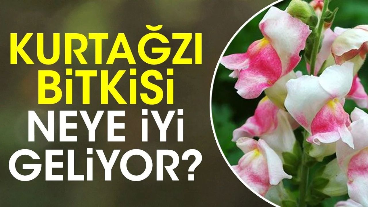 Kurtağzı Bitkisi Çocuk Sindirim Sistemine İyi Geliyor