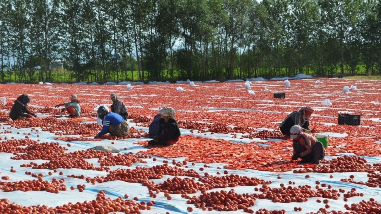 Bitlis'ten İtalya'ya Pizza Sosu İhracatı