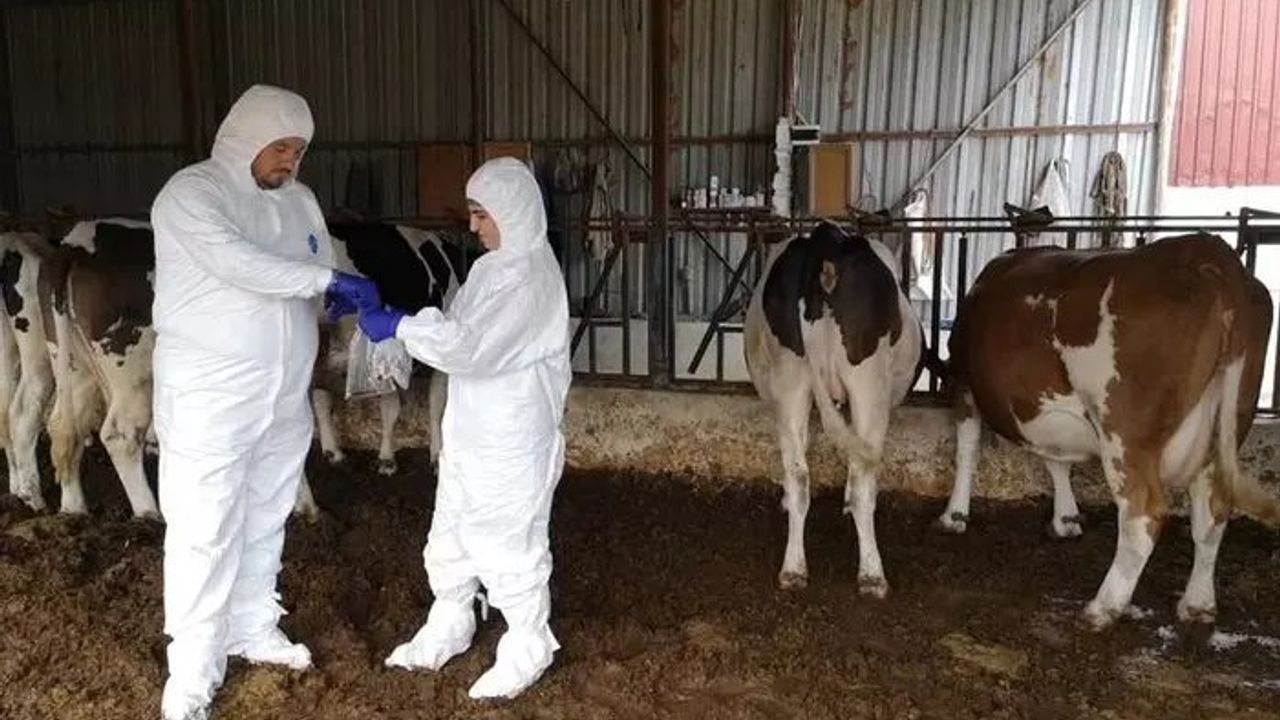 Şap ve Koyun Keçi Vebası Salgınına Karşı Alınan Önlemler Tatbikatla Uygulandı