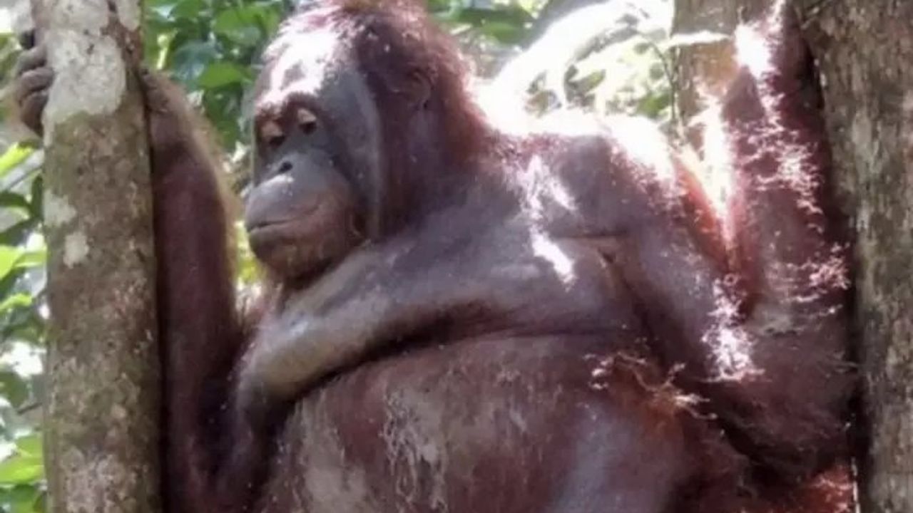 Endonezya'da Kaçırılan Pony Adındaki Orangutanın Yaşadıkları