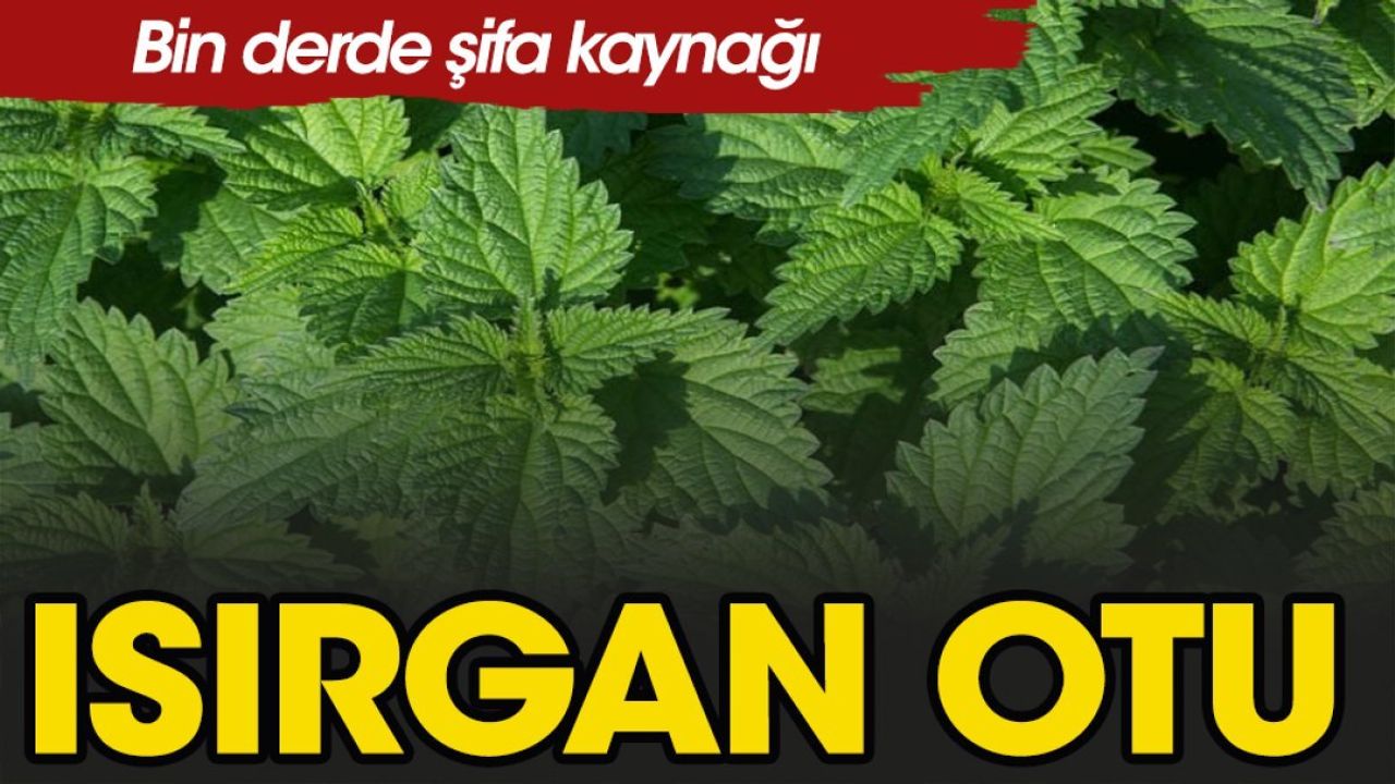 Isırgan Otu ve Dulavrat Otu Faydaları