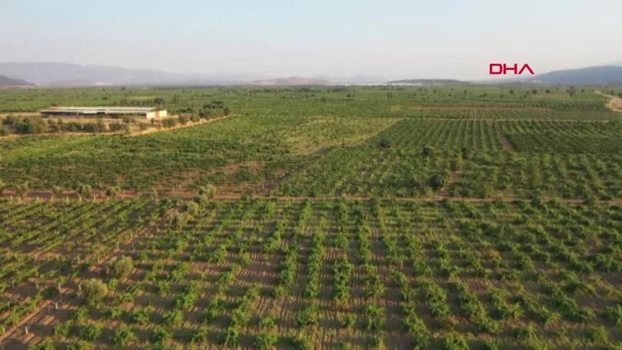 İslahiye'de Sofralık Üzüm Hasadı Devam Ediyor