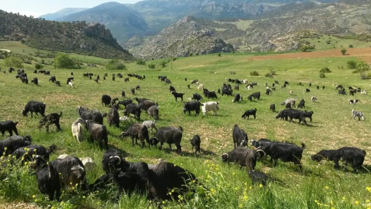 Mersin'de Keçi Otlatan Çobana 728 Bin Lira Para Cezası