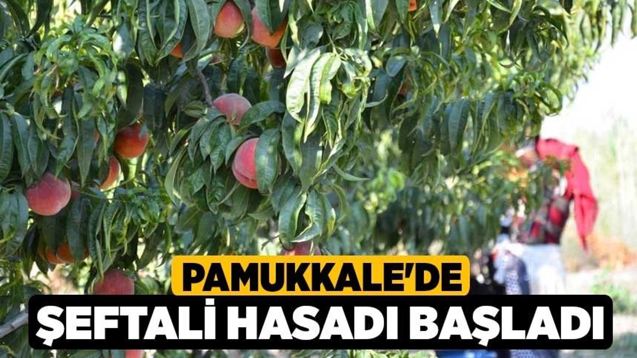 Denizli'nin Pamukkale İlçesinde Şeftali Hasadı Başladı