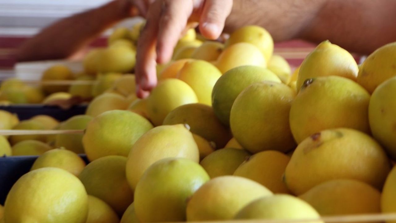 Adana'da Limon Fiyatları Fahiş Artış Gösteriyor