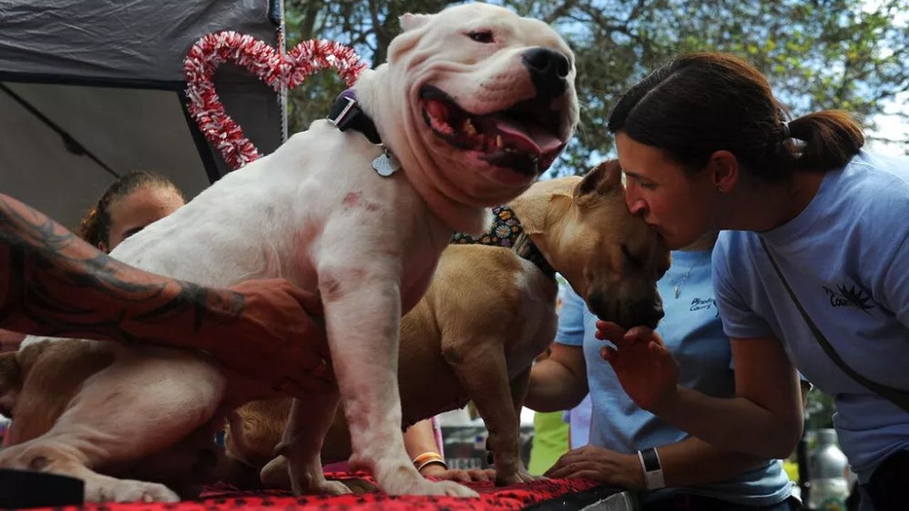 İngiltere Başbakanı Amerikan Bully XL Köpeklerini Yasaklayacak